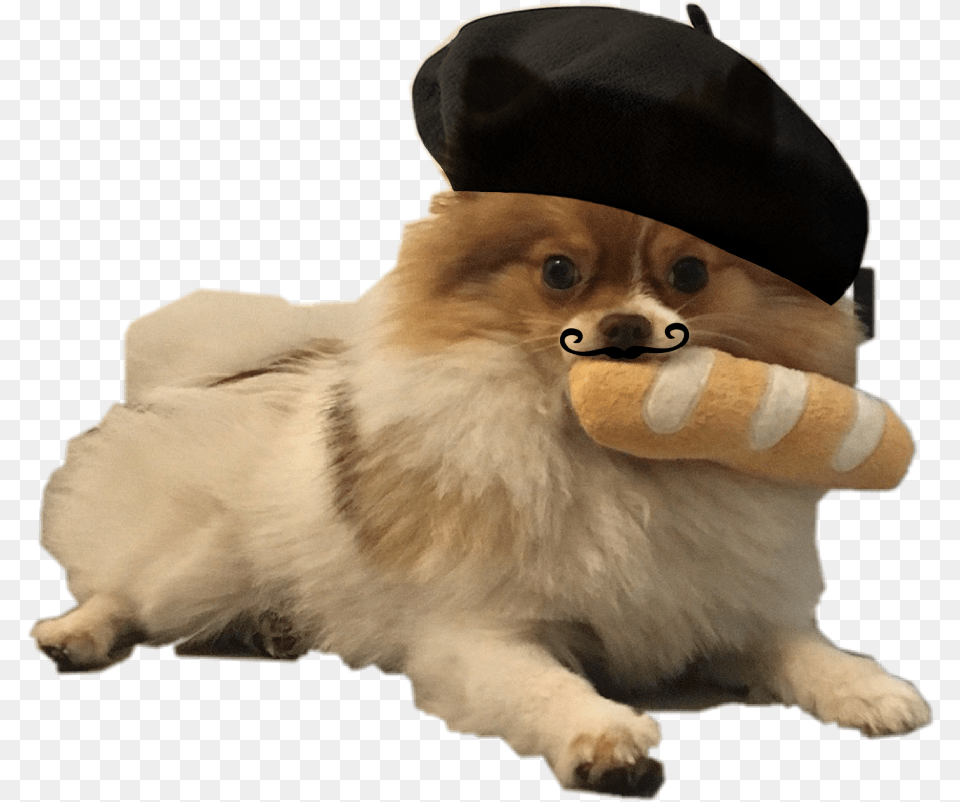 Cute Dog Pomeranian Paris Baguette Freetoedit, Clothing, Hat, Animal, Canine Png Image