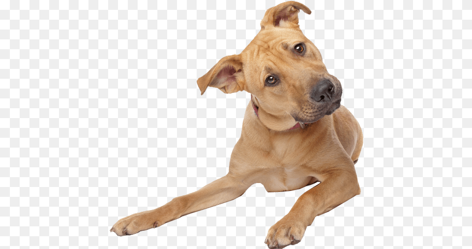 Cute Dog Transparent Image Dog Image, Animal, Canine, Mammal, Pet Png