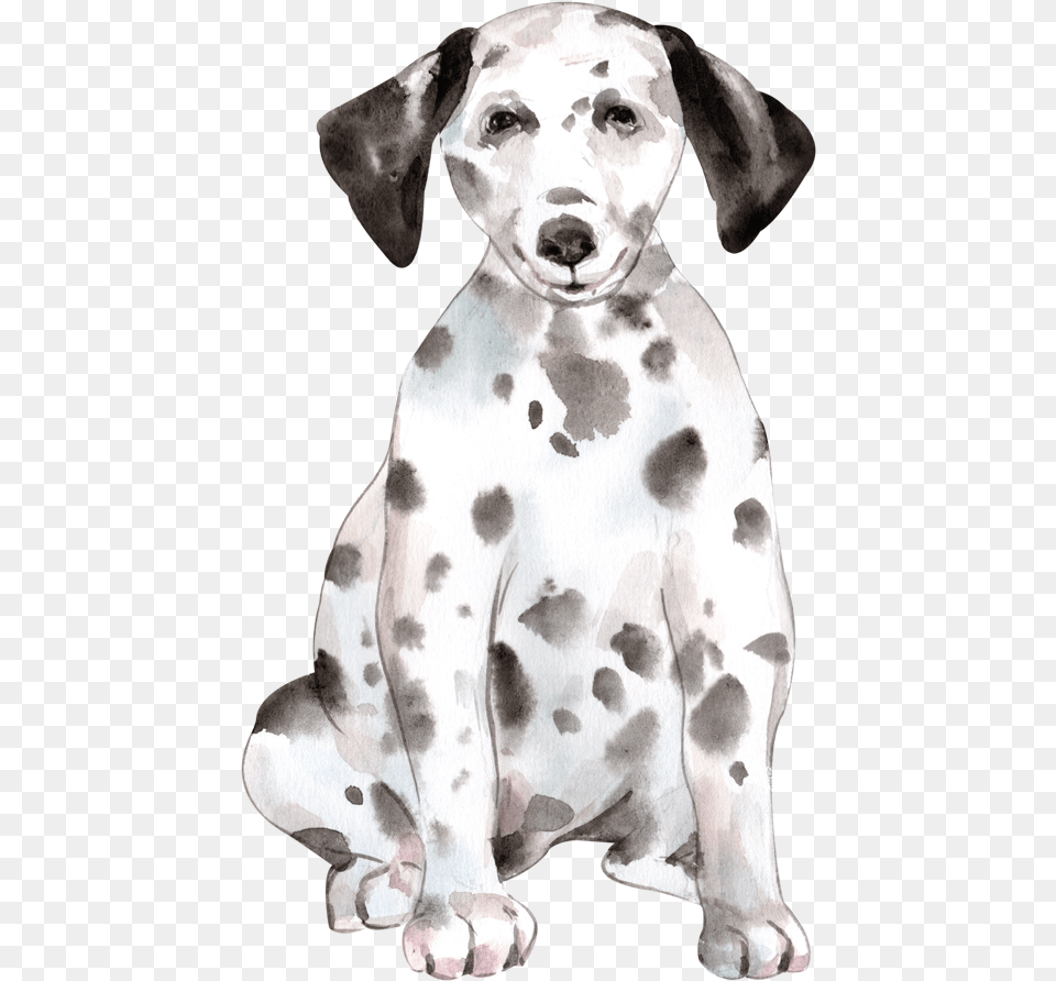 Cute Dog Watercolor By We Studio Dalmatian, Animal, Canine, Mammal, Pet Png Image