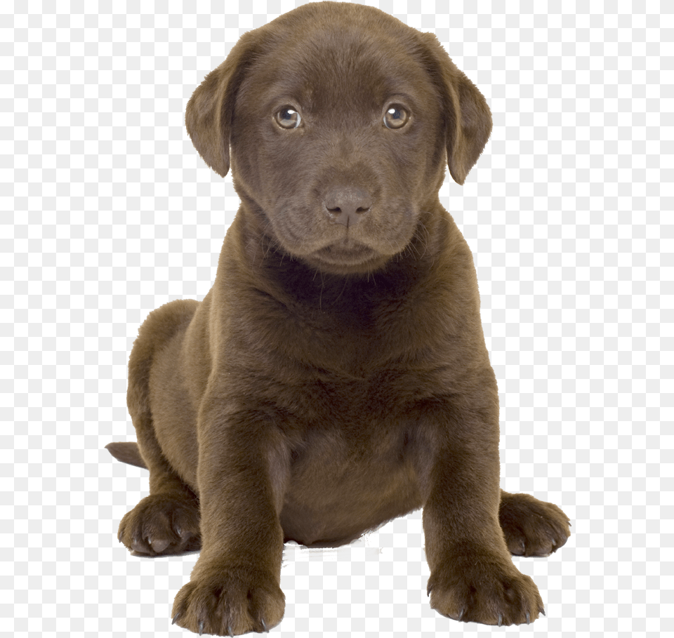 Cute Dog Whelp Chocolate Lab Puppy, Animal, Canine, Labrador Retriever, Mammal Free Png