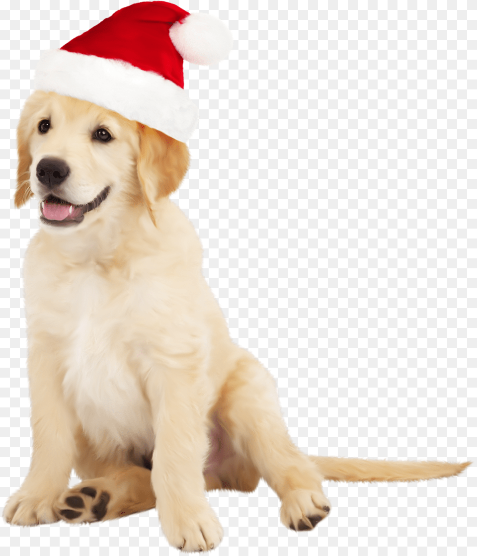 Cute Dog With Santa Hat Clipart Golden Retriever Dogs, Animal, Canine, Golden Retriever, Mammal Free Transparent Png