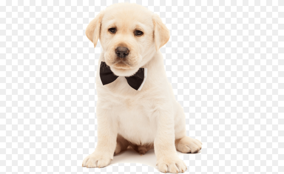 Cute Doggy, Animal, Canine, Dog, Mammal Free Transparent Png