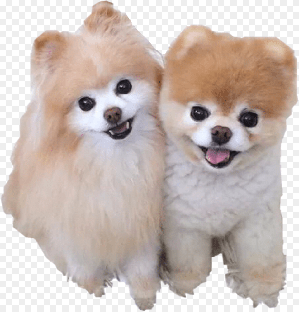 Cute Dogs Boo Dog, Animal, Canine, Mammal, Pet Png