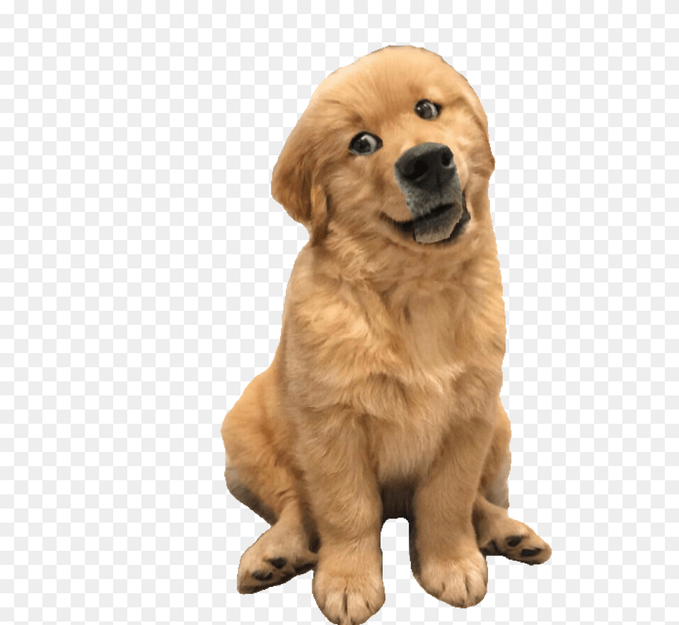 Cute Dogs Tilting Heads, Animal, Canine, Dog, Golden Retriever Free Transparent Png