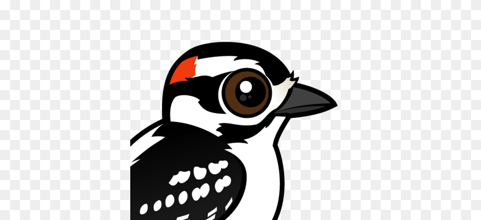 Cute Downy Woodpecker, Animal, Beak, Bird Free Transparent Png