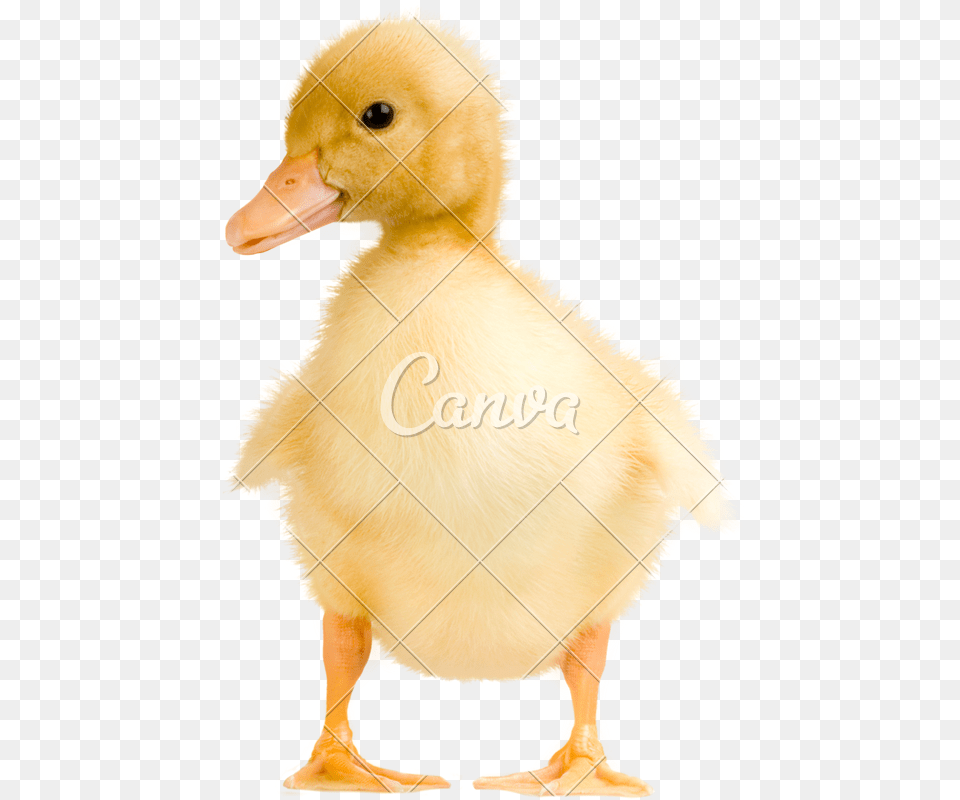 Cute Duckling Photos By Canva Goose, Animal, Beak, Bird, Duck Png