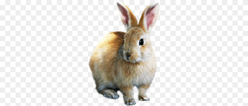 Cute Easter Bunny Image Rabbit, Animal, Mammal, Hare, Rat Png
