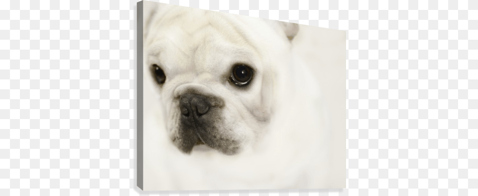 Cute Eyes Canvas Print French Bulldog, Animal, Canine, Dog, French Bulldog Free Png