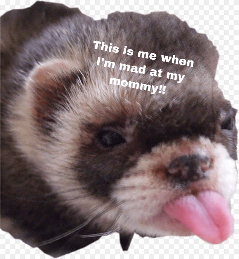 Cute Ferret Freetoedit Animals With Down Syndrome, Animal, Canine, Dog, Mammal Png