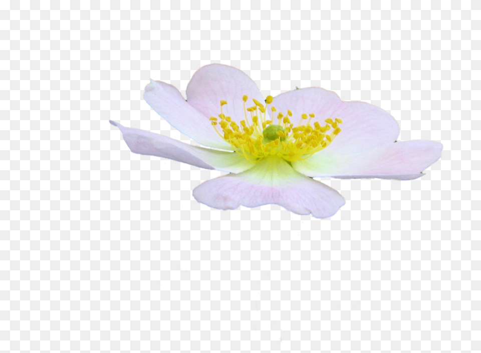 Cute Flower By Spooky Dream D47jhc0 Rosa Rubiginosa, Anemone, Anther, Petal, Plant Free Png