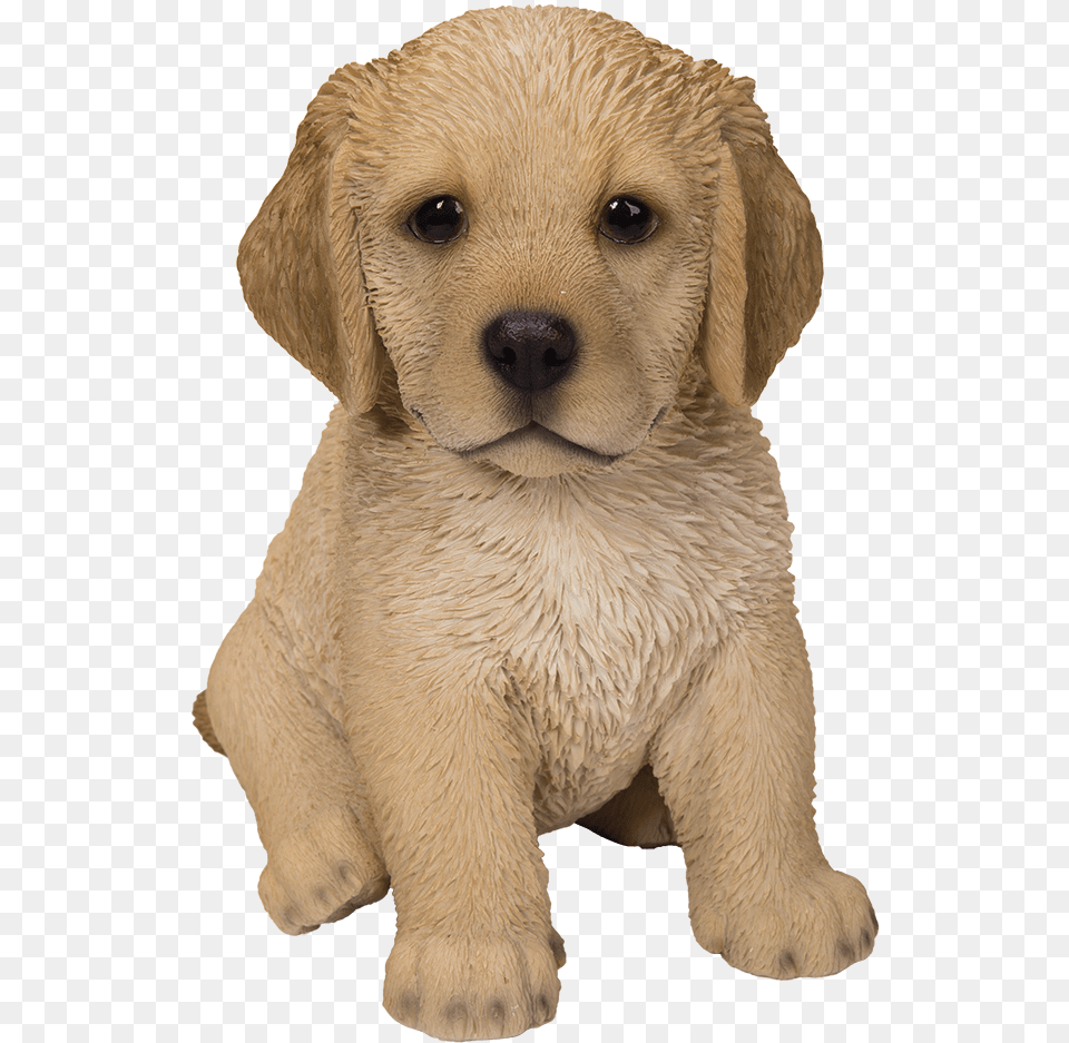 Cute Fluffy Cute Golden Retriever Puppy, Animal, Bear, Canine, Dog Png