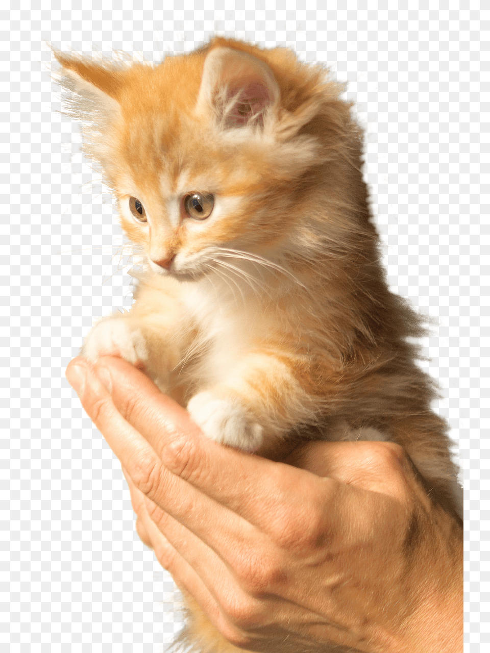 Cute Fluffy Orange Kitten, Animal, Cat, Mammal, Pet Png
