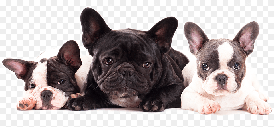 Cute French Bulldog Puppies For Sale In Miami By Dog French Bulldog Large Mug, Animal, Canine, French Bulldog, Mammal Free Png Download