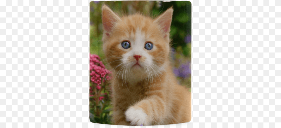 Cute Ginger Kitten Funny Baby Pet Animal In A Garden Tabby Cat, Mammal Free Transparent Png