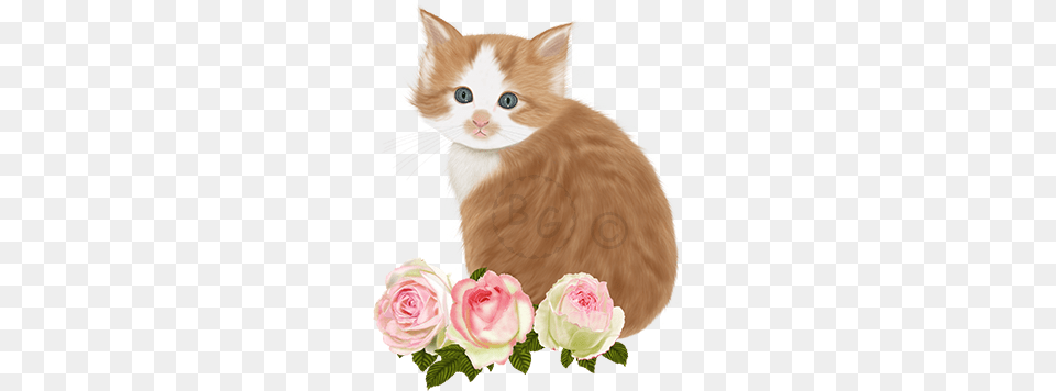 Cute Ginger Kitten Pillow, Rose, Flower, Plant, Flower Arrangement Png