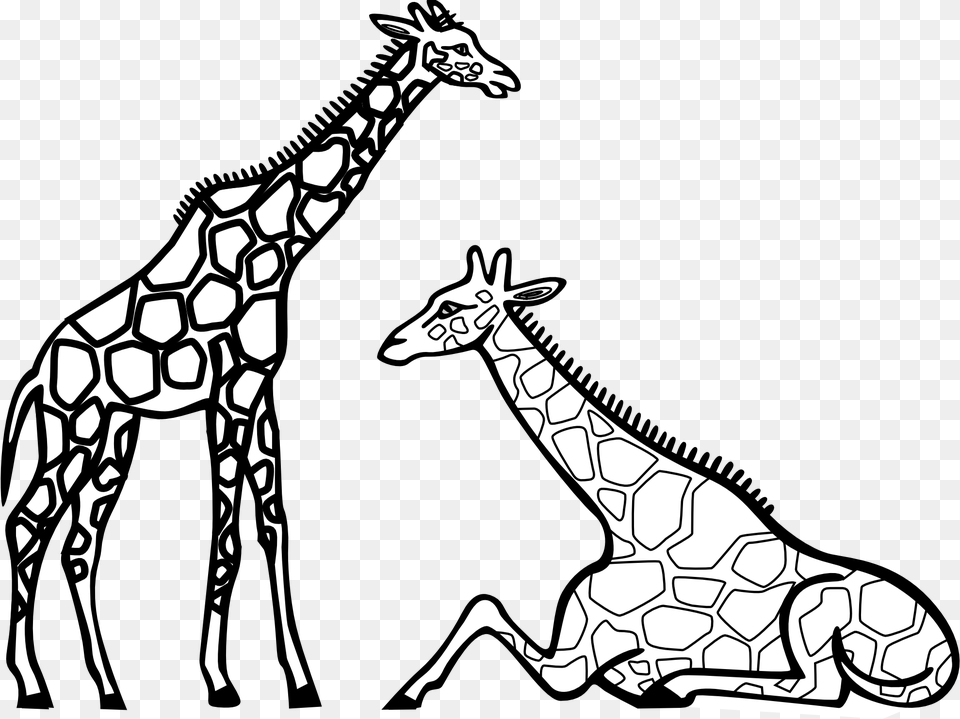 Cute Giraffe For Colouring, Stencil, Animal, Mammal, Wildlife Png