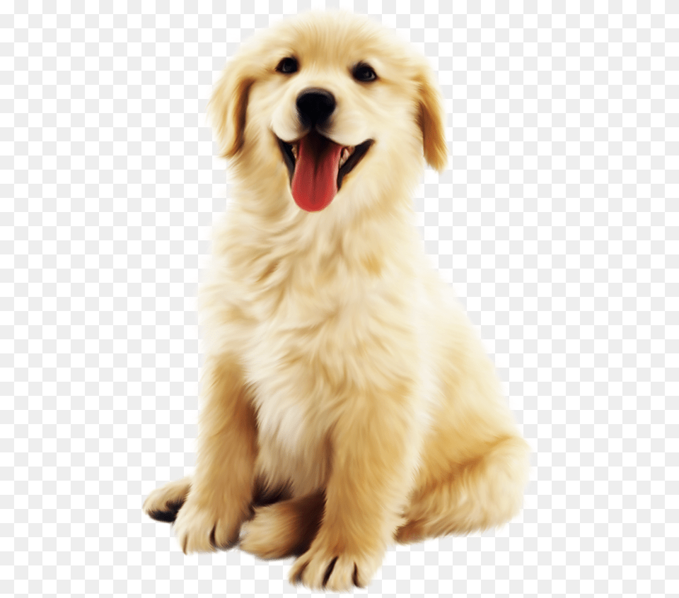 Cute Golden Pet Dog Download Cute Dogs Transparent Background, Animal, Canine, Mammal, Puppy Free Png