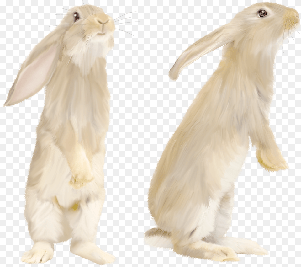 Cute Gray Rabbit Standing On His Feet White Rabbit Standing, Animal, Bird, Mammal, Hare Png Image
