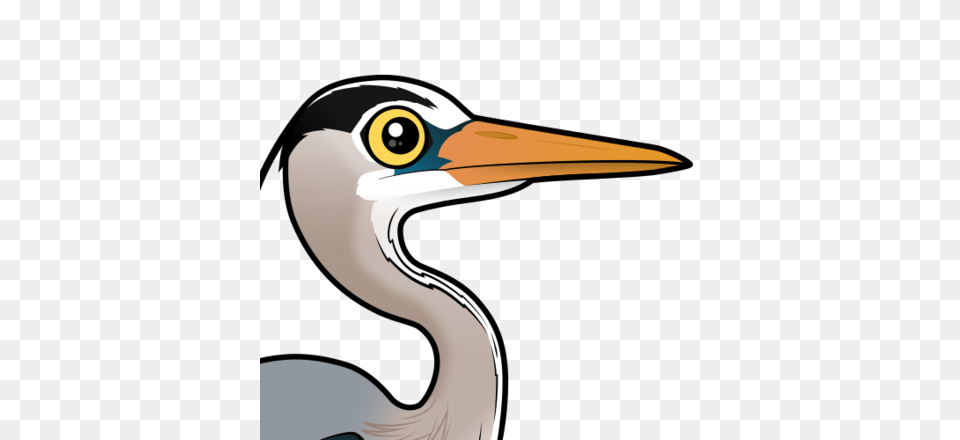 Cute Great Blue Heron, Animal, Beak, Bird, Crane Bird Free Png