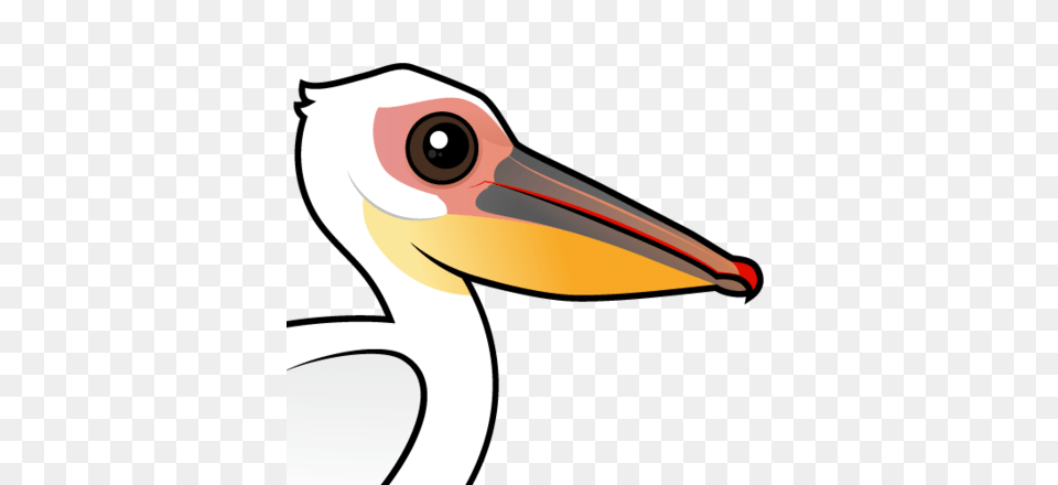 Cute Great White Pelican, Animal, Beak, Bird, Waterfowl Png Image
