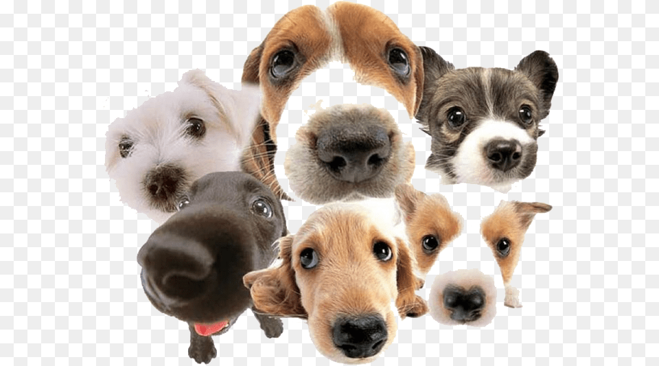Cute Group Of Dogs, Snout, Animal, Canine, Dog Png Image