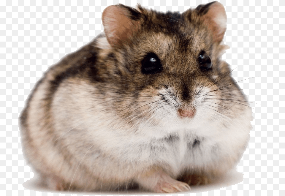 Cute Hamster High Quality Image, Animal, Mammal, Rat, Rodent Free Transparent Png