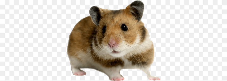 Cute Hamster Image Background Hamster, Animal, Mammal, Rodent, Pet Free Transparent Png
