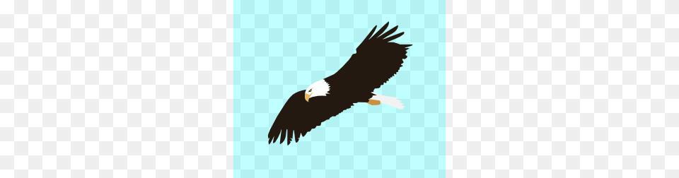Cute Hawk Clipart, Animal, Bird, Eagle, Flying Png
