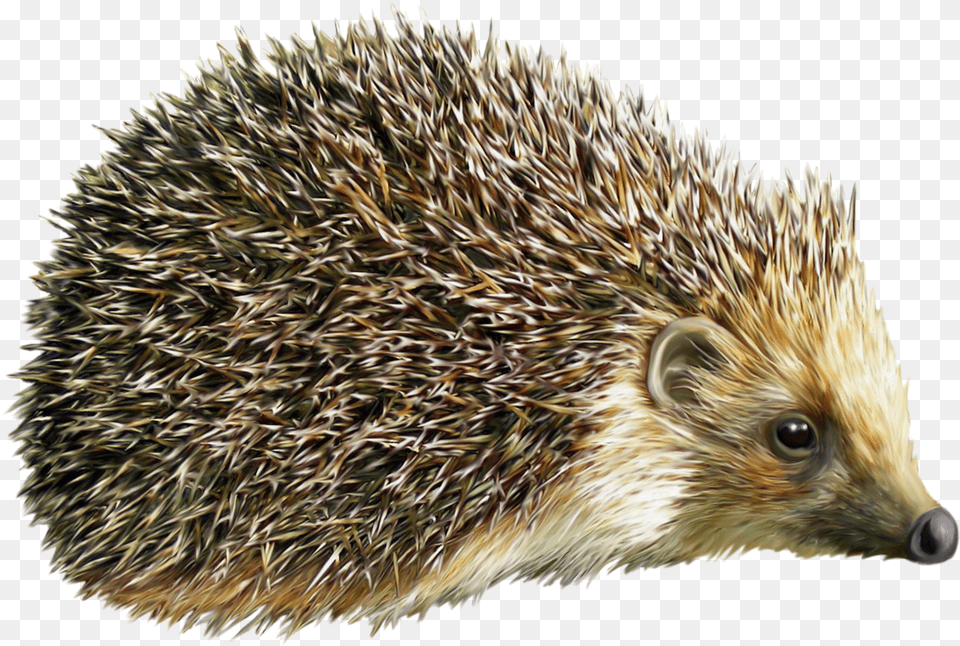 Cute Hedgehog Background Hedgehog, Animal, Mammal, Plant, Porcupine Free Transparent Png