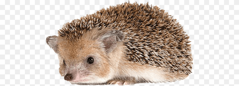 Cute Hedgehog Transparent Picture Hedgehog Transparent Background, Animal, Mammal, Rat, Rodent Free Png