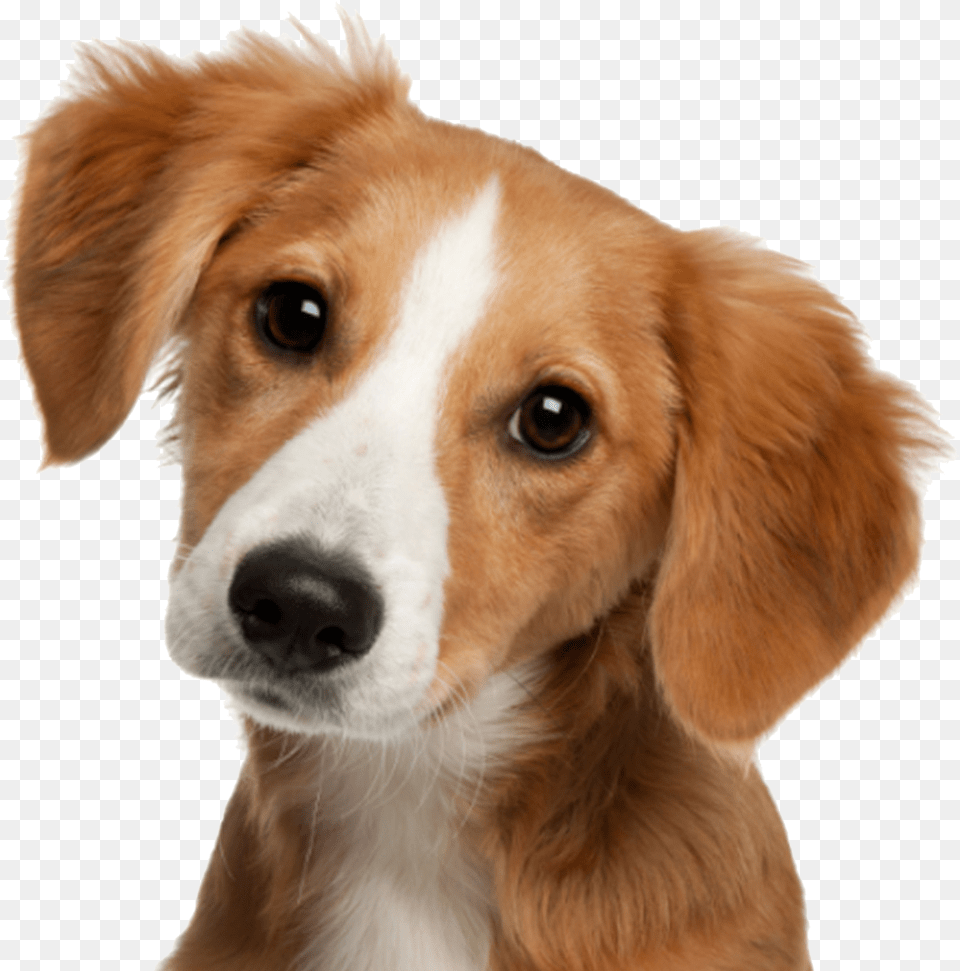 Cute Image Dog Merchants Inside The Big Business, Animal, Canine, Hound, Mammal Png