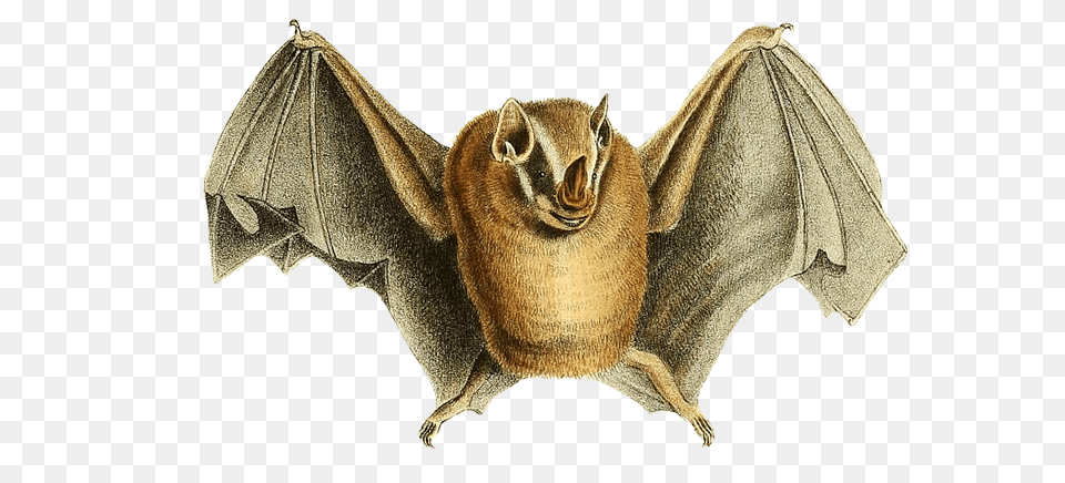 Cute Image Of Bat Lifting Its Bat Wings Phyllostoma, Animal, Mammal, Wildlife, Antelope Free Transparent Png