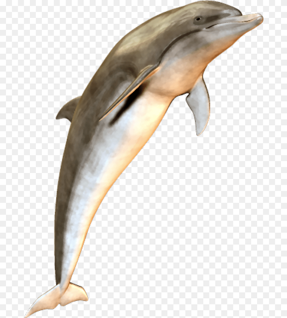 Cute Jumping Dolphin Image Dolphin, Animal, Mammal, Sea Life, Fish Png