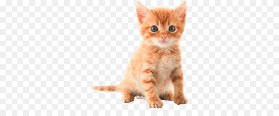 Cute Kitten, Animal, Cat, Mammal, Pet Free Transparent Png