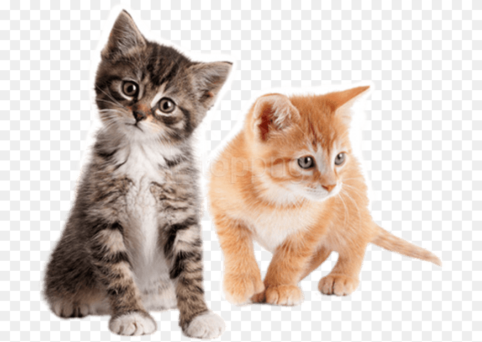 Cute Kitten, Animal, Cat, Mammal, Manx Free Transparent Png