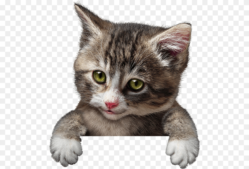 Cute Kitten Animal Cat Holding Sign, Mammal, Pet, Manx Free Png Download