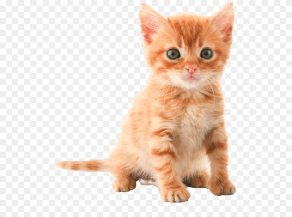 Cute Kitten Cat, Animal, Mammal, Pet, Manx Free Png Download