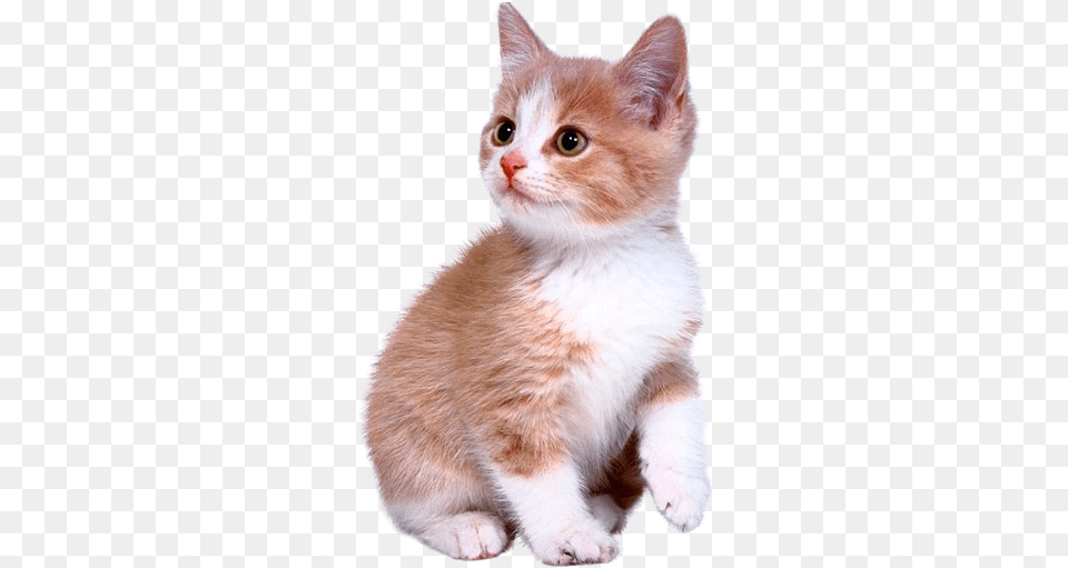 Cute Kitten Download Cute Kitten, Animal, Cat, Mammal, Manx Free Transparent Png