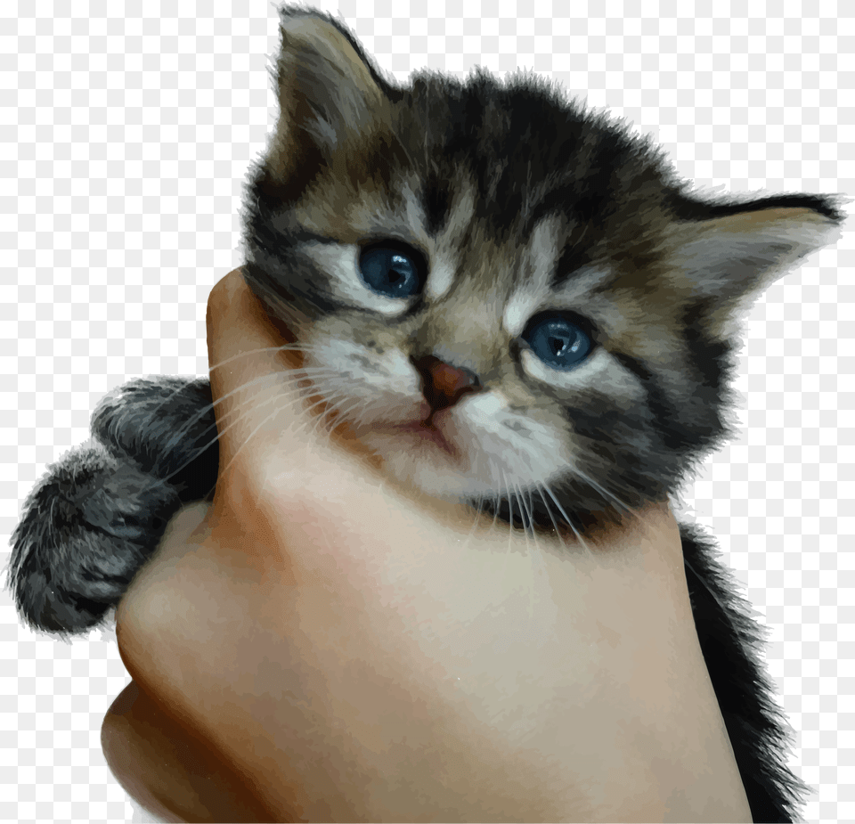 Cute Kitten Kill Kittens, Animal, Cat, Mammal, Pet Free Png Download