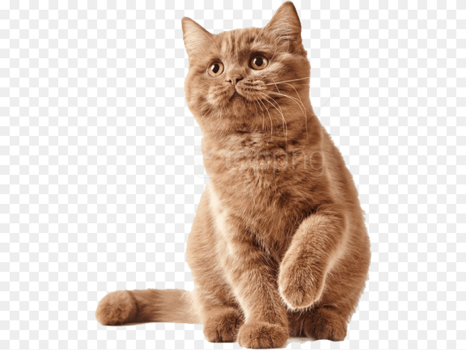 Cute Kittens Antizecche Per Gatti, Animal, Cat, Mammal, Manx Free Transparent Png