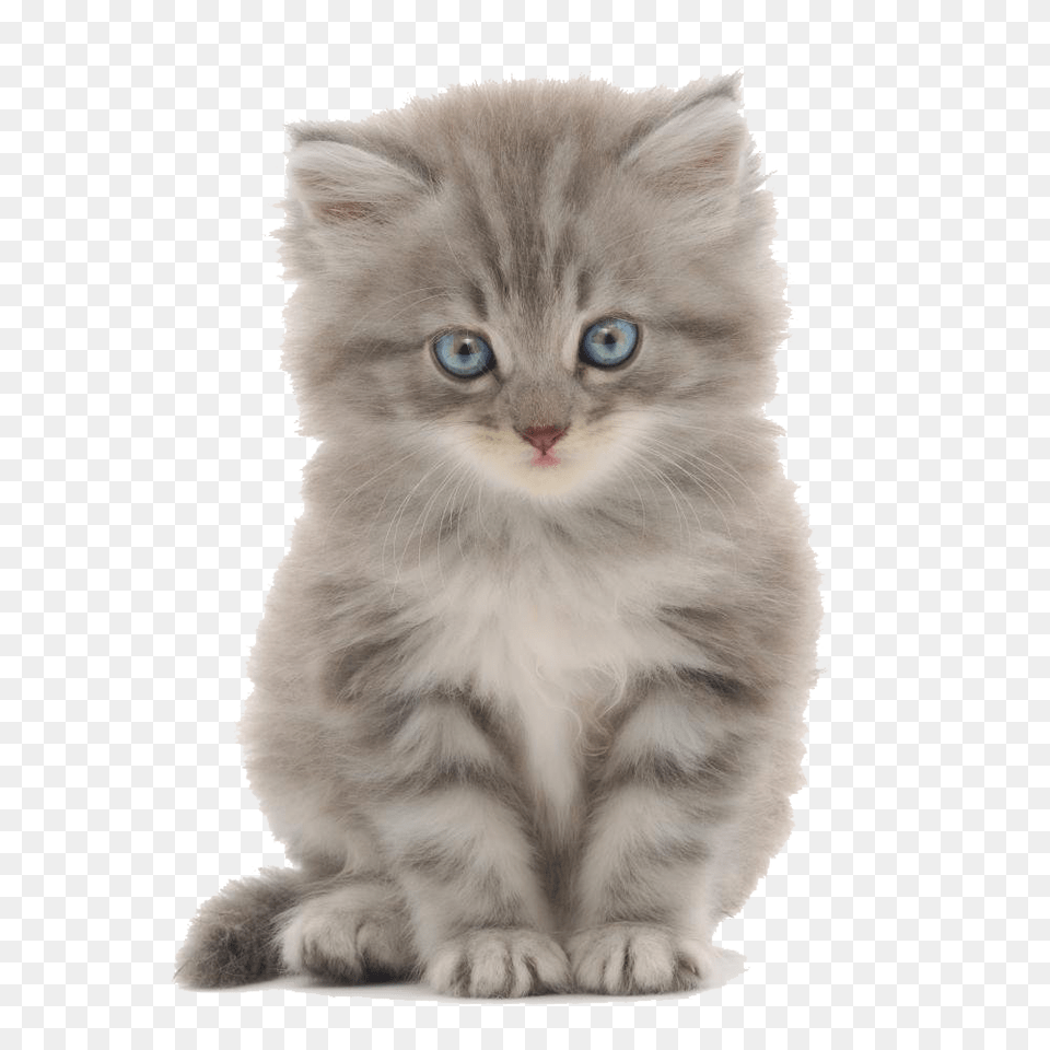 Cute Kittens Images Cute Kitten White Background, Animal, Cat, Mammal, Pet Free Png Download