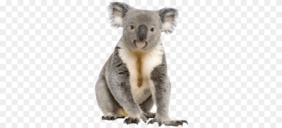 Cute Koala Animal Transparent Image Koala, Bear, Mammal, Wildlife Png
