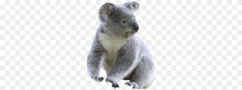 Cute Koala Images Transparent Koala, Animal, Mammal, Wildlife, Bear Free Png Download