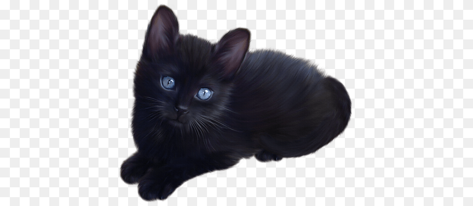 Cute Little Black Cat, Animal, Mammal, Pet, Black Cat Free Transparent Png