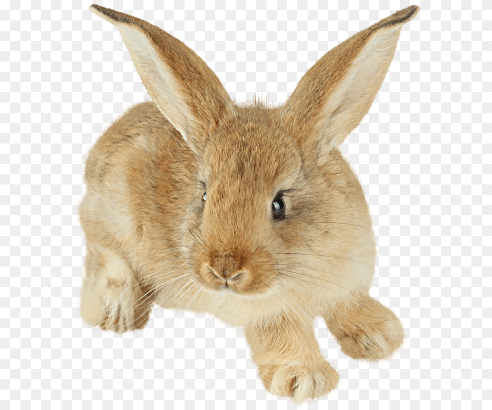 Cute Little Brown Rabbit, Animal, Mammal, Hare, Rat Png Image