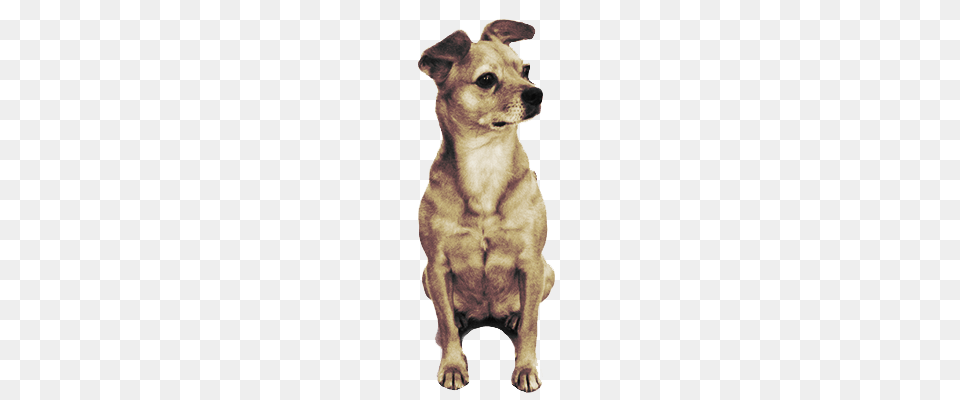 Cute Little Dog Looking Right, Animal, Canine, Mammal, Pet Free Transparent Png