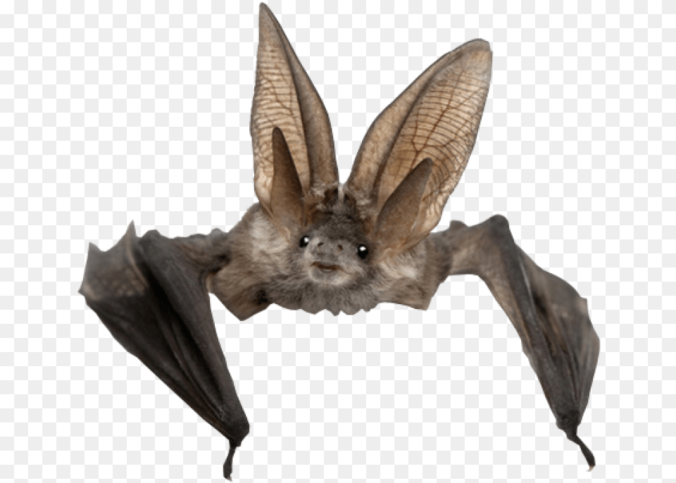 Cute Long Eared Bat, Animal, Mammal, Wildlife Free Png
