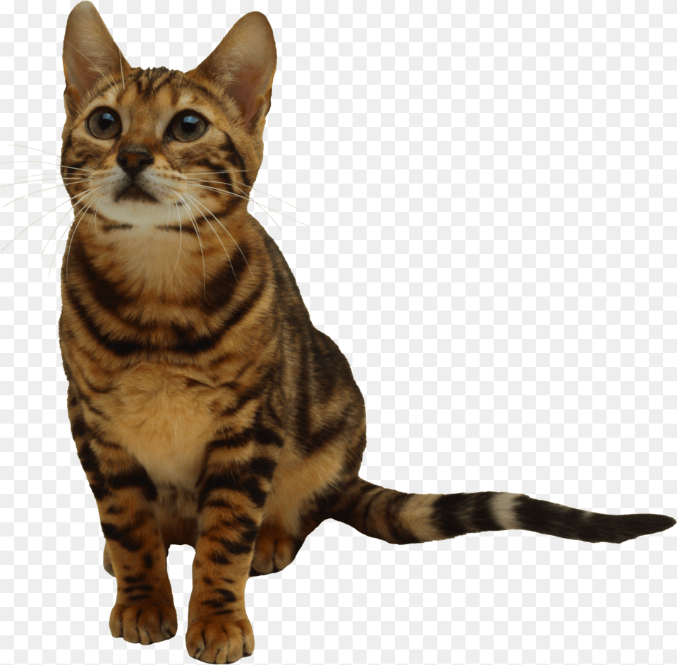Cute Looking Cat Abyssinian, Animal, Mammal, Pet Png Image