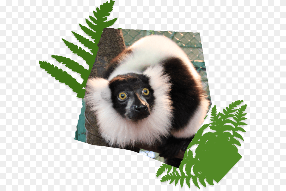 Cute Monkey Parakeet And Rabbit Marmots Include Bait Sifaka, Animal, Mammal, Wildlife, Lemur Png Image