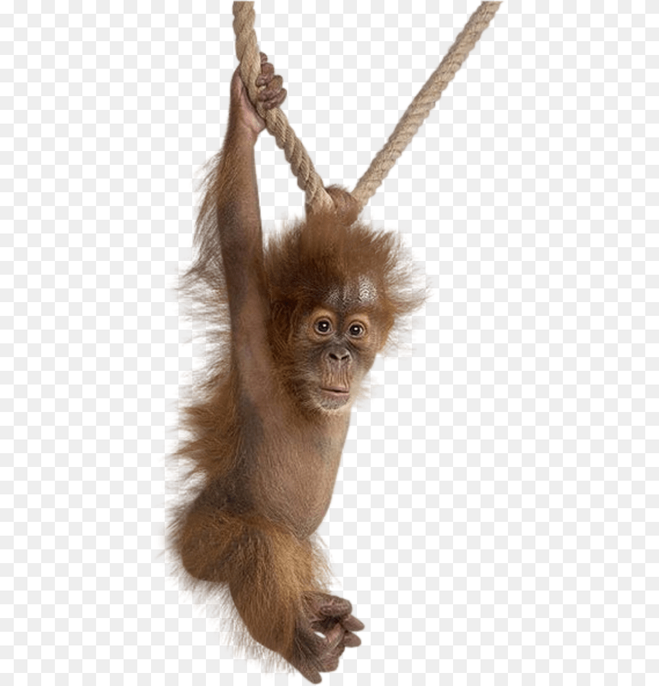 Cute Monkey White Background, Animal, Mammal, Wildlife, Orangutan Png Image